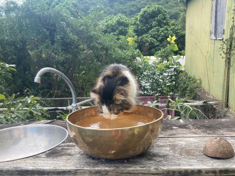 bols chantants bols tibétains - résonance avec l'eau - eau informée